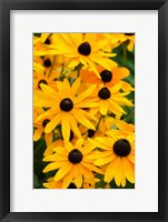 Framed Black-Eyed Susan Flowers 2