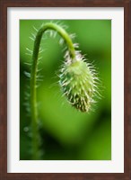 Framed Poppy Flower Bud