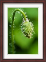 Framed Poppy Flower Bud