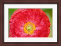Framed Red Poppy Flower