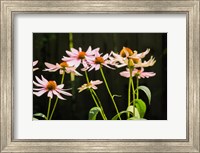 Framed Purple Coneflowers 1