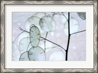 Framed White Money Plant Pods