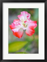 Framed Poppy Flower