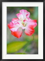 Framed Poppy Flower