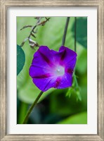 Framed Purple Morning Glory 1