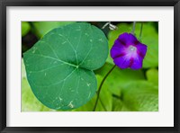 Framed Purple Morning Glory 2