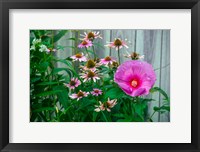Framed Summer Garden Flowers 1