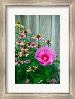 Framed Summer Garden Flowers 2