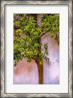 Framed Tree And Wall