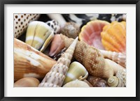 Framed Tropical Shell Still-Life 1