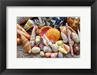 Framed Tropical Shell Still-Life 2