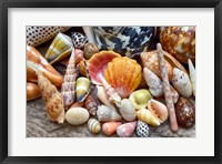 Framed Tropical Shell Still-Life 2