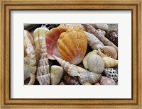 Framed Tropical Shell Still-Life 3