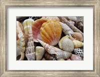 Framed Tropical Shell Still-Life 3