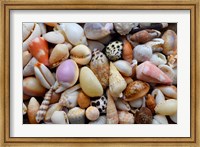 Framed Tropical Shell Still-Life 4