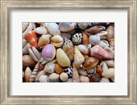 Framed Tropical Shell Still-Life 4