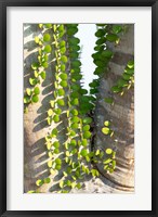 Framed Madagascar Spiny Forest, Anosy - Ocotillo Plants With Leaves Sprouting From Their Trunks