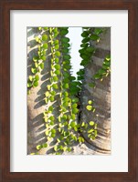 Framed Madagascar Spiny Forest, Anosy - Ocotillo Plants With Leaves Sprouting From Their Trunks