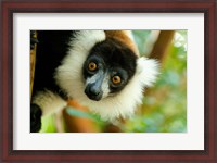 Framed Madagascar, Lake Ampitabe, Headshot Of The Showy Black-And-White Ruffed Lemur