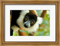 Framed Madagascar, Lake Ampitabe, Headshot Of The Showy Black-And-White Ruffed Lemur