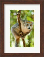 Framed Madagascar, Lake Ampitabe, Female Crowned Lemur Has A Gray Head And Body With A Rufous Crown