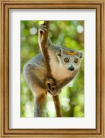 Framed Madagascar, Lake Ampitabe, Female Crowned Lemur Has A Gray Head And Body With A Rufous Crown