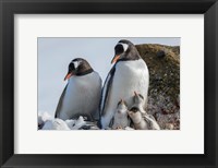 Framed Antarctica, Antarctic Peninsula, Brown Bluff Gentoo Penguin With Three Chicks