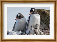 Framed Antarctica, Antarctic Peninsula, Brown Bluff Gentoo Penguin With Three Chicks