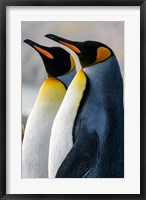 Framed South Georgia Island, St Andrews Bay King Penguins
