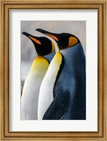 Framed South Georgia Island, St Andrews Bay King Penguins