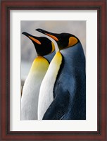 Framed South Georgia Island, St Andrews Bay King Penguins