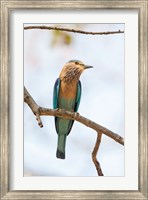 Framed India, Madhya Pradesh, Bandhavgarh National Park An Indian Roller Posing On A Tree Branch