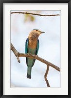 Framed India, Madhya Pradesh, Bandhavgarh National Park An Indian Roller Posing On A Tree Branch