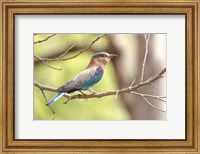 Framed India, Madhya Pradesh, Bandhavgarh National Park Portrait Of An Indian Roller