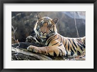 Framed India, Madhya Pradesh, Bandhavgarh National Park A Young Bengal Tiger Resting On A Cool Rock