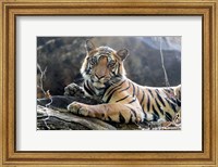 Framed India, Madhya Pradesh, Bandhavgarh National Park A Young Bengal Tiger Resting On A Cool Rock