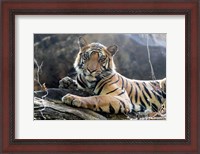 Framed India, Madhya Pradesh, Bandhavgarh National Park A Young Bengal Tiger Resting On A Cool Rock