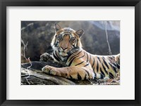 Framed India, Madhya Pradesh, Bandhavgarh National Park A Young Bengal Tiger Resting On A Cool Rock