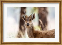 Framed India, Madhya Pradesh, Kanha National Park Headshot Of A Young Male Barasingha