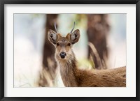 Framed India, Madhya Pradesh, Kanha National Park Headshot Of A Young Male Barasingha