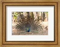 Framed India, Madhya Pradesh, Kanha National Park A Male Indian Peafowl Displays His Brilliant Feathers