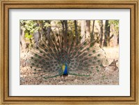 Framed India, Madhya Pradesh, Kanha National Park A Male Indian Peafowl Displays His Brilliant Feathers