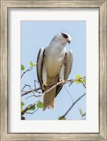 Framed India, Madhya Pradesh, Kanha National Park Portrait Of A Black-Winged Kite On A Branch