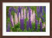 Framed New Zealand, South Island Lupine Flower Scenic