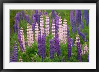 Framed New Zealand, South Island Lupine Flower Scenic