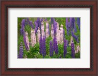 Framed New Zealand, South Island Lupine Flower Scenic