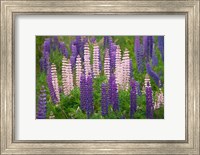 Framed New Zealand, South Island Lupine Flower Scenic