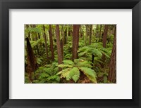 Framed Redwoods Treewalk At The Redwoods, Rotorua, North Island, New Zealand