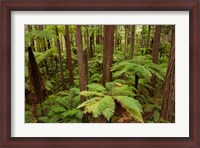 Framed Redwoods Treewalk At The Redwoods, Rotorua, North Island, New Zealand
