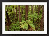 Framed Redwoods Treewalk At The Redwoods, Rotorua, North Island, New Zealand